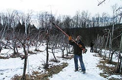 How We Grow - Pruning