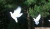 white_in_flight